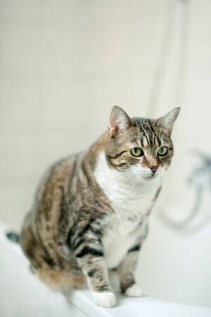 Portrait of a common european house cat in bathroomの写真素材