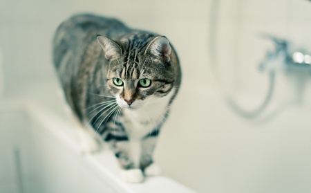 Portrait of a common european house cat in bathroomの写真素材
