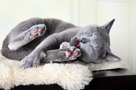 Russian Blue cat cleaning and scratching itselfの写真素材