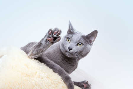 Russian Blue cat cleaning and scratching itself
