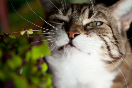 Closeup of Cat and green four leaved clover plants