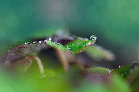 Closeup of green four leaved clover plantsの写真素材