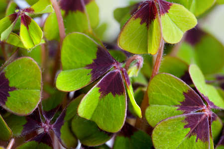 Closeup of green four leaved clover plants