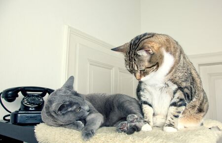 Two cats sitting and lying together on lambskinの写真素材