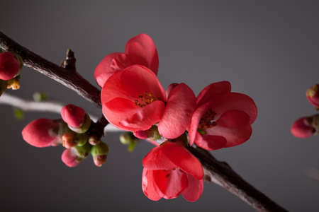 Closeup of red pastel colored cherry blossomsの写真素材