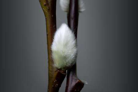 Freshly sprouted white willow catkins in springの写真素材