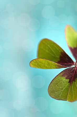 Closeup of single fresh four-leaved clover plant