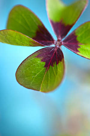 Closeup of single fresh four-leaved clover plant