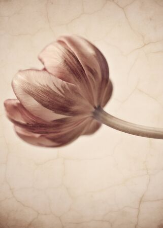 Tulips blossom in retro vintage style editingの写真素材