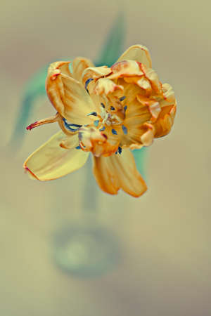 Almost withered Yellow and Orange Tulip flowerの写真素材