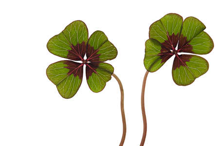 Closeup of green four leaved clover plants on white