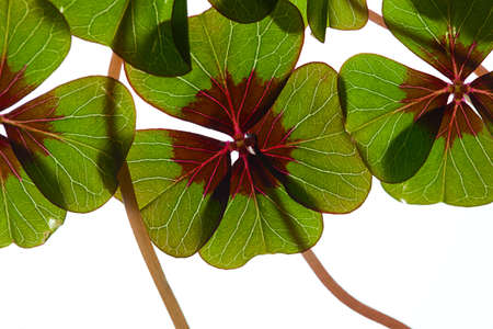 Closeup of green four leaved clover plants on white