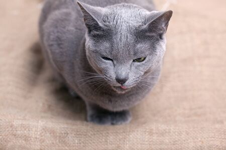 Portrait of a purebred Russian blue Catの写真素材