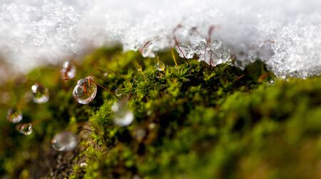 Moss in Winter with ice and dew starting to thawの写真素材