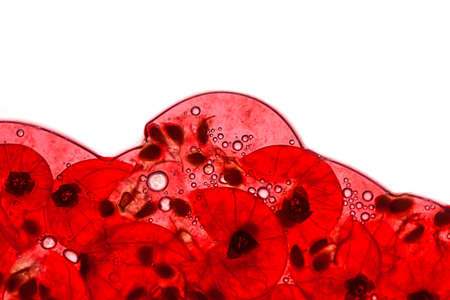 Crushed Red Currant Berries with juice and air bubblesの写真素材