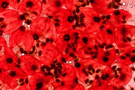 Crushed Red Currant Berries with juice and air bubblesの写真素材