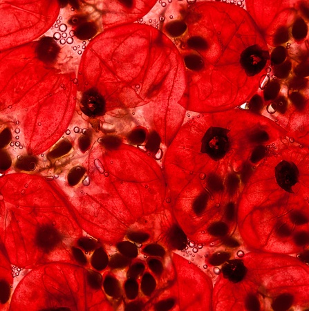 Crushed Red Currant Berries with juice and air bubblesの写真素材