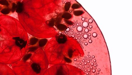 Crushed Red Currant Berries with juice and air bubblesの写真素材