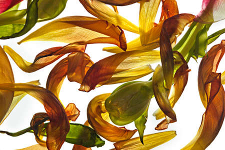 Withered Tulip leaves on white with backlight in studio
