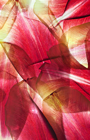 Withered Tulip leaves on white with backlight in studioの写真素材