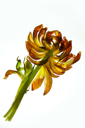 Withered Tulip leaves on white with backlight in studioの写真素材
