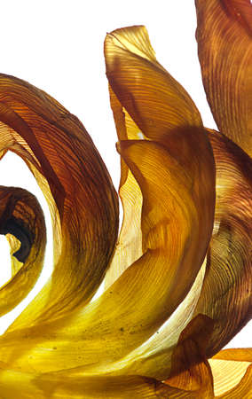 Withered Tulip leaves on white with backlight in studioの写真素材