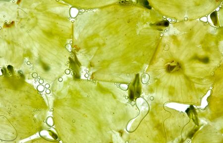 White wine grapes crushed with juice and bubbles on whiteの写真素材