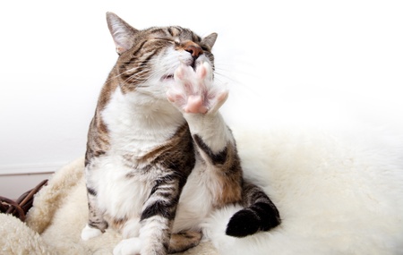 Fat Cat lying on Lamb skin in different funny posesの写真素材