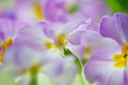 Violet Primula Flowers close up with soft bokeh