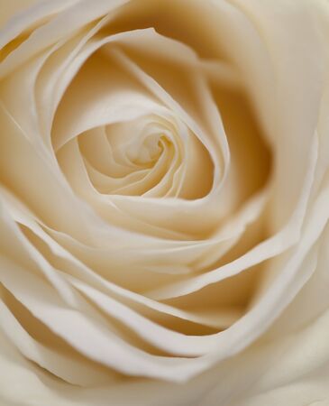 Single soft rose flower close upの写真素材