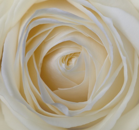 Single soft rose flower close upの写真素材