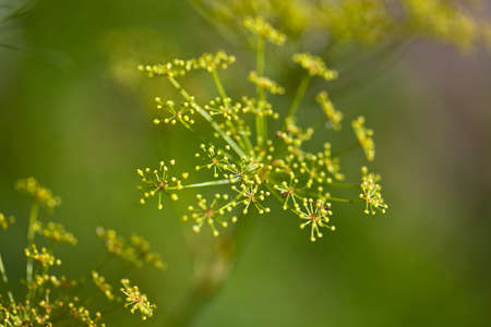 Close-up of Dill flower umbels in autumn