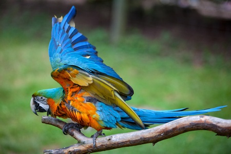 Large Colorful Ara sitting on branchの写真素材