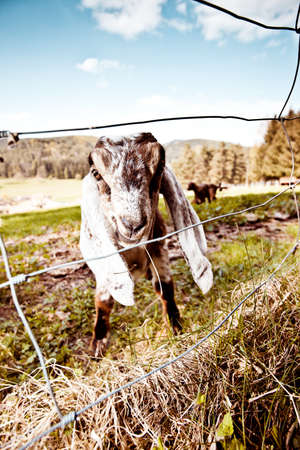 Portraits of young Anglo-Nubian goats on spring meadowの写真素材