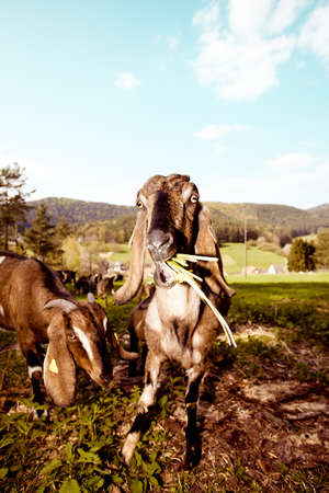 Portraits of young Anglo-Nubian goats on spring meadowの写真素材