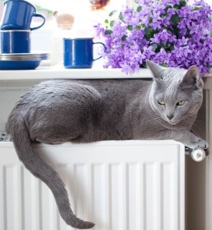 Russian Blue Cat relaxing on radiator under windowの写真素材