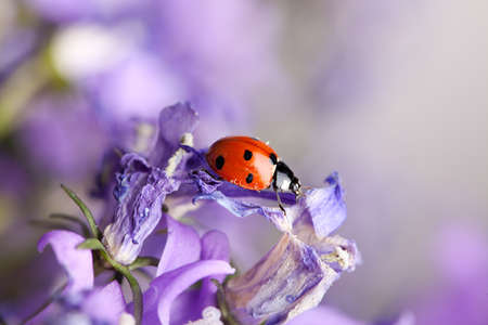 Single Ladybug on violet bellflowers in the garden in springの写真素材