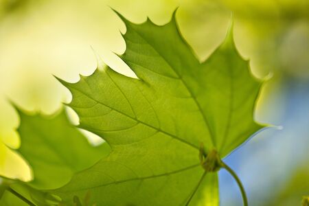 Fresh green Maple leaves on a sunny spring dayの写真素材