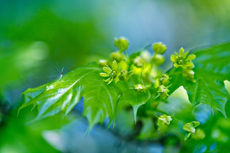Fresh green Maple leaves on a sunny spring day