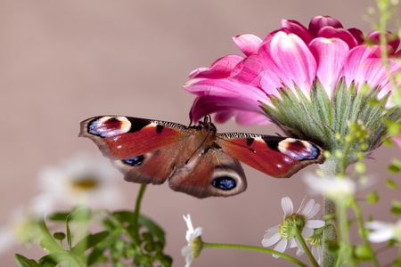European Peacock butterfly sitting on pink Gerbera flowerの写真素材