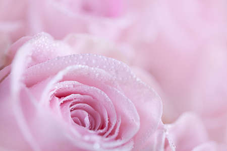 Close-Up of pastel colored pink Roses with Dewdropsの写真素材