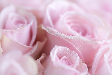 Close-Up of pastel colored pink Roses with Dewdropsの写真素材