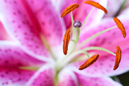 Close-Up of pink Lilies on white backgroundの写真素材