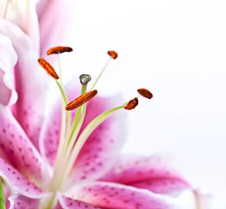 Close-Up of pink Lilies on white backgroundの写真素材