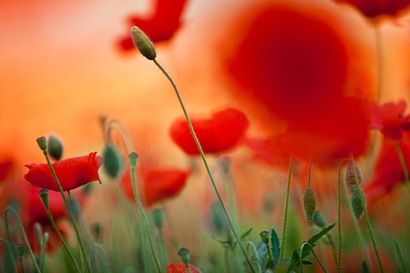 Field of Corn Poppy Flowers Papaver rhoeas in Springの写真素材