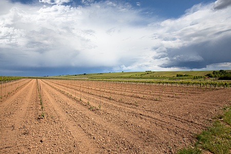 Vineyard in Southwest Germany Rhineland-Palatinate in Springの写真素材