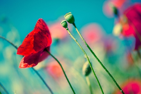 Field of red corn poppy flowers in early summerの写真素材