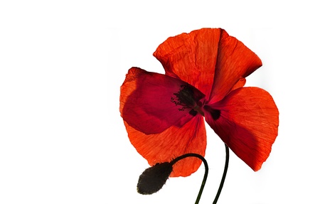 Single red corn poppy flower isolted on whiteの写真素材