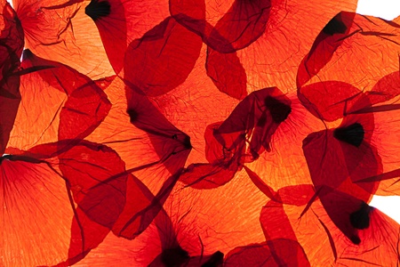 Pattern of red corn poppy leaves with backlightの写真素材