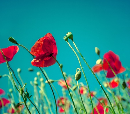 Field of red corn poppy flowers in early summerの写真素材